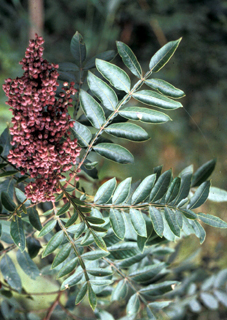 winged sumac